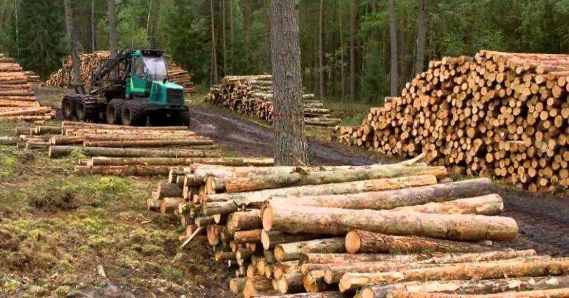 Preocupación en la industria forestal porque el 60 de la producción